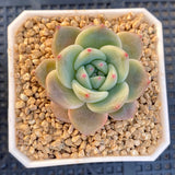 Echeveria Romeo x Laulinze