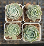 Echeveria Sarahime Botan x lilacina