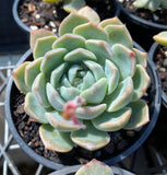 Echeveria Sarahime Botan x lilacina