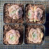 Echeveria Sarahime Botan x lilacina