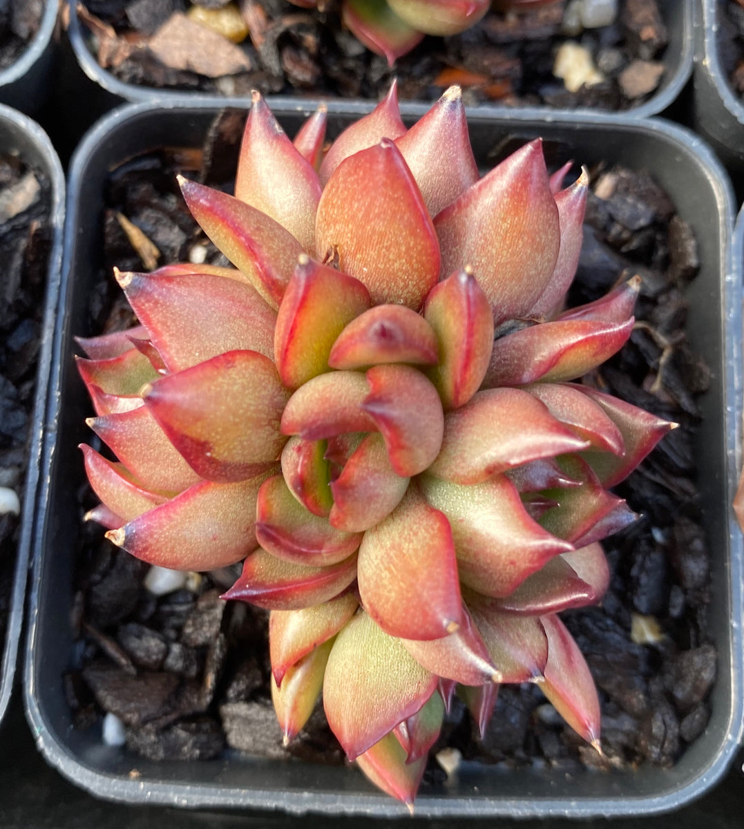 tequila sunrise succulent Echeveria Tequila Sunrise – RNT SUCCULENTS
