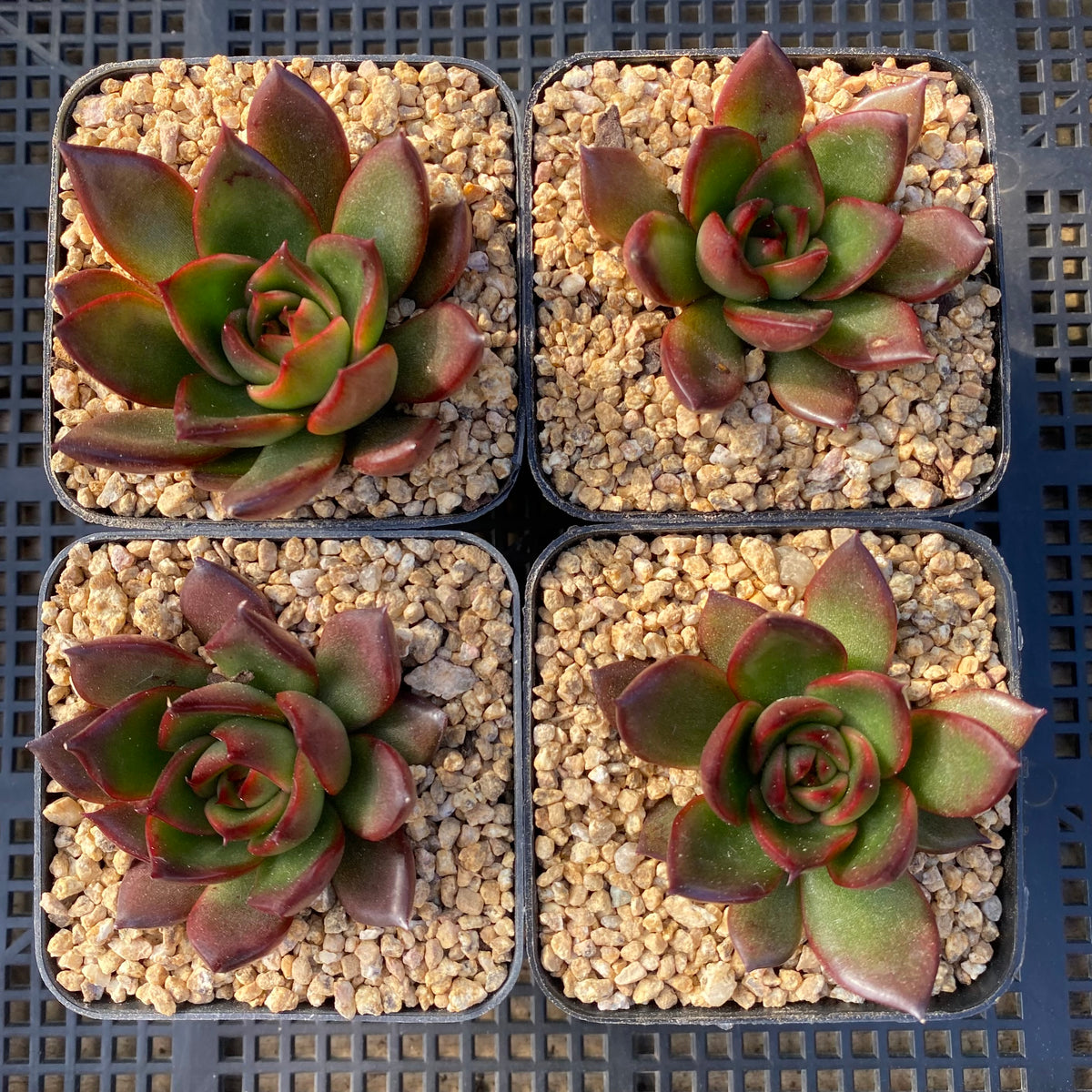 tequila sunrise succulent Echeveria Tequila Sunrise – RNT SUCCULENTS