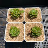 Echeveria Tramuntana