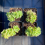 Echeveria Tramuntana crest