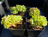 Echeveria Tramuntana crest
