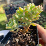Echeveria Tramuntana crest