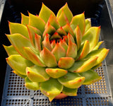 Echeveria Vista Giant