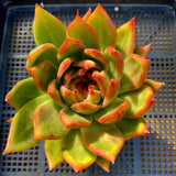 Echeveria Vista Giant