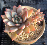 Echeveria  Yeomiwol/Echeveria Shanghai Lady MELBOURNE SYDNEY ADELAIDE QUEENSLAND CANBERRA VICTORIA NSW QUEENSLAND SOUTH AUSTRALIA ACT SUCCULENT 多肉 墨尔本 维多利亚 澳洲 澳大利亚 悉尼 新南威尔士 阿德莱德 南澳 昆士兰 布里斯本 黄金海岸 多肉植物 堪培拉 女美月