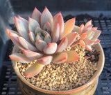 Echeveria  Yeomiwol/Echeveria Shanghai Lady MELBOURNE SYDNEY ADELAIDE QUEENSLAND CANBERRA VICTORIA NSW QUEENSLAND SOUTH AUSTRALIA ACT SUCCULENT 多肉 墨尔本 维多利亚 澳洲 澳大利亚 悉尼 新南威尔士 阿德莱德 南澳 昆士兰 布里斯本 黄金海岸 多肉植物 堪培拉 女美月