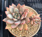 Echeveria  Yeomiwol/Echeveria Shanghai Lady MELBOURNE SYDNEY ADELAIDE QUEENSLAND CANBERRA VICTORIA NSW QUEENSLAND SOUTH AUSTRALIA ACT SUCCULENT 多肉 墨尔本 维多利亚 澳洲 澳大利亚 悉尼 新南威尔士 阿德莱德 南澳 昆士兰 布里斯本 黄金海岸 多肉植物 堪培拉