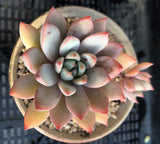 Echeveria  Yeomiwol/Echeveria Shanghai Lady MELBOURNE SYDNEY ADELAIDE QUEENSLAND CANBERRA VICTORIA NSW QUEENSLAND SOUTH AUSTRALIA ACT SUCCULENT 多肉 墨尔本 维多利亚 澳洲 澳大利亚 悉尼 新南威尔士 阿德莱德 南澳 昆士兰 布里斯本 黄金海岸 多肉植物 堪培拉