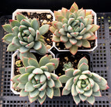 Echeveria  Yeomiwol