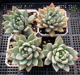 Echeveria  Yeomiwol