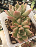 Echeveria Arzee 璀璨 Melbourne Australia MELBOURNE SYDNEY ADELAIDE QUEENSLAND CANBERRA VICTORIA NSW QUEENSLAND SOUTH AUSTRALIA ACT SUCCULENT 多肉 墨尔本 维多利亚 澳洲 澳大利亚 悉尼 新南威尔士 阿德莱德 南澳 昆士兰 布里斯本 黄金海岸 多肉植物 堪培拉
