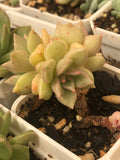 Echeveria Arzee 璀璨 Melbourne Australia MELBOURNE SYDNEY ADELAIDE QUEENSLAND CANBERRA VICTORIA NSW QUEENSLAND SOUTH AUSTRALIA ACT SUCCULENT 多肉 墨尔本 维多利亚 澳洲 澳大利亚 悉尼 新南威尔士 阿德莱德 南澳 昆士兰 布里斯本 黄金海岸 多肉植物 堪培拉