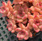 Echeveria Arzee 璀璨 Melbourne Australia MELBOURNE SYDNEY ADELAIDE QUEENSLAND CANBERRA VICTORIA NSW QUEENSLAND SOUTH AUSTRALIA ACT SUCCULENT 多肉 墨尔本 维多利亚 澳洲 澳大利亚 悉尼 新南威尔士 阿德莱德 南澳 昆士兰 布里斯本 黄金海岸 多肉植物 堪培拉