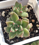 Echeveria Arzee 璀璨 Melbourne Australia MELBOURNE SYDNEY ADELAIDE QUEENSLAND CANBERRA VICTORIA NSW QUEENSLAND SOUTH AUSTRALIA ACT SUCCULENT 多肉 墨尔本 维多利亚 澳洲 澳大利亚 悉尼 新南威尔士 阿德莱德 南澳 昆士兰 布里斯本 黄金海岸 多肉植物 堪培拉