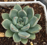 Echeveria Ellen  Melbourne Australia