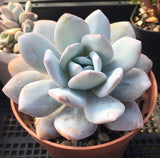 Echeveria Laui 雪莲 Melbourne Australia