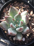 Echeveria Psyche 灵魂 Melbourne Australia