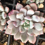 Echeveria violet magic 紫罗兰魔法 Melbourne Australia