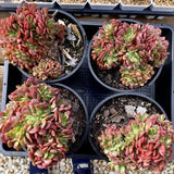 Echeveria briar rose crest