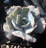 Echeveria lilacina monstrose 恶魔玫瑰 Melbourne Australia