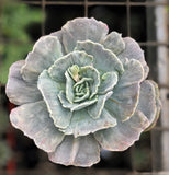 Echeveria lilacina monstrose 恶魔玫瑰 Melbourne Australia