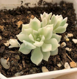 Echeveria prolifica variegated ‘little rose'子持白莲锦 Melbourne Australia