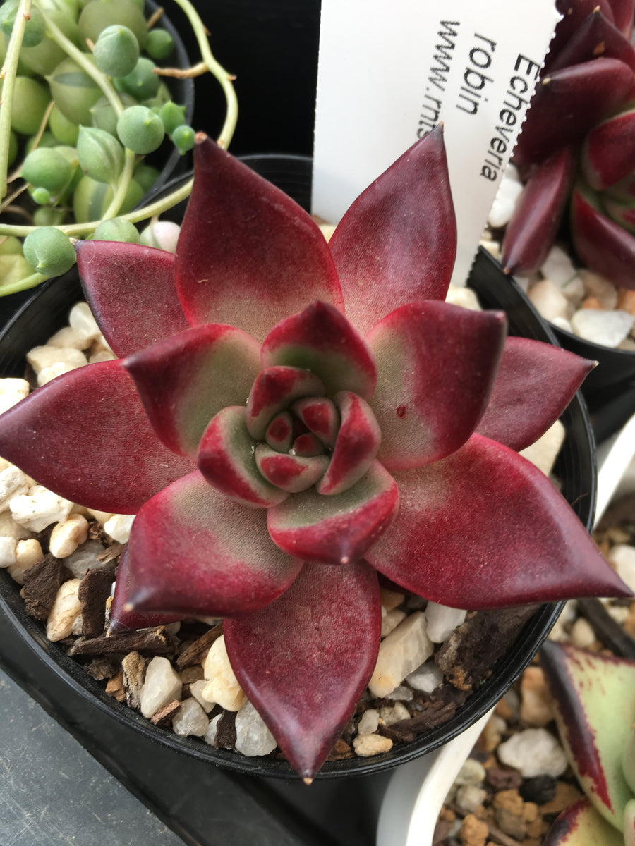 Echeveria Romeo Rubin – RNT SUCCULENTS Echeveria Romeo Rubin – RNT SUCCULENTS