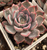 Echeveria roulete 转盘 Melbourne Australia