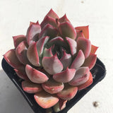 Echeveria roulete 转盘 Melbourne Australia