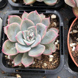 Echeveria roulete 转盘 Melbourne Australia