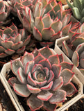 Echeveria roulete 转盘 Melbourne Australia