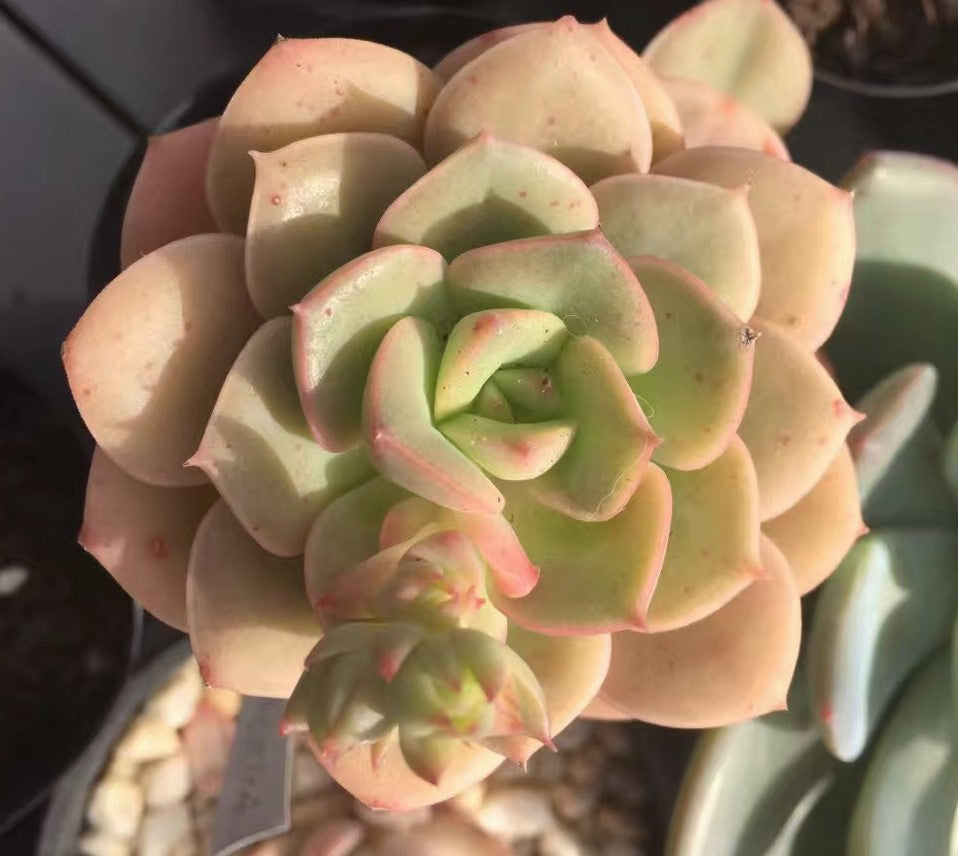 Echeveria semnan