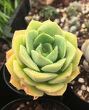 Echeveria semnan (Nicksana)尼可沙娜/锦牡丹 니크셔나 Melbourne Australia