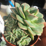 Echeveria semnan (Nicksana)尼可沙娜/锦牡丹 니크셔나 Melbourne Australia