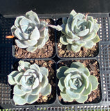 Echeveria 'snow bunny'