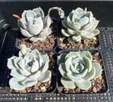 Echeveria 'snow bunny'