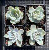 Echeveria 'snow bunny'