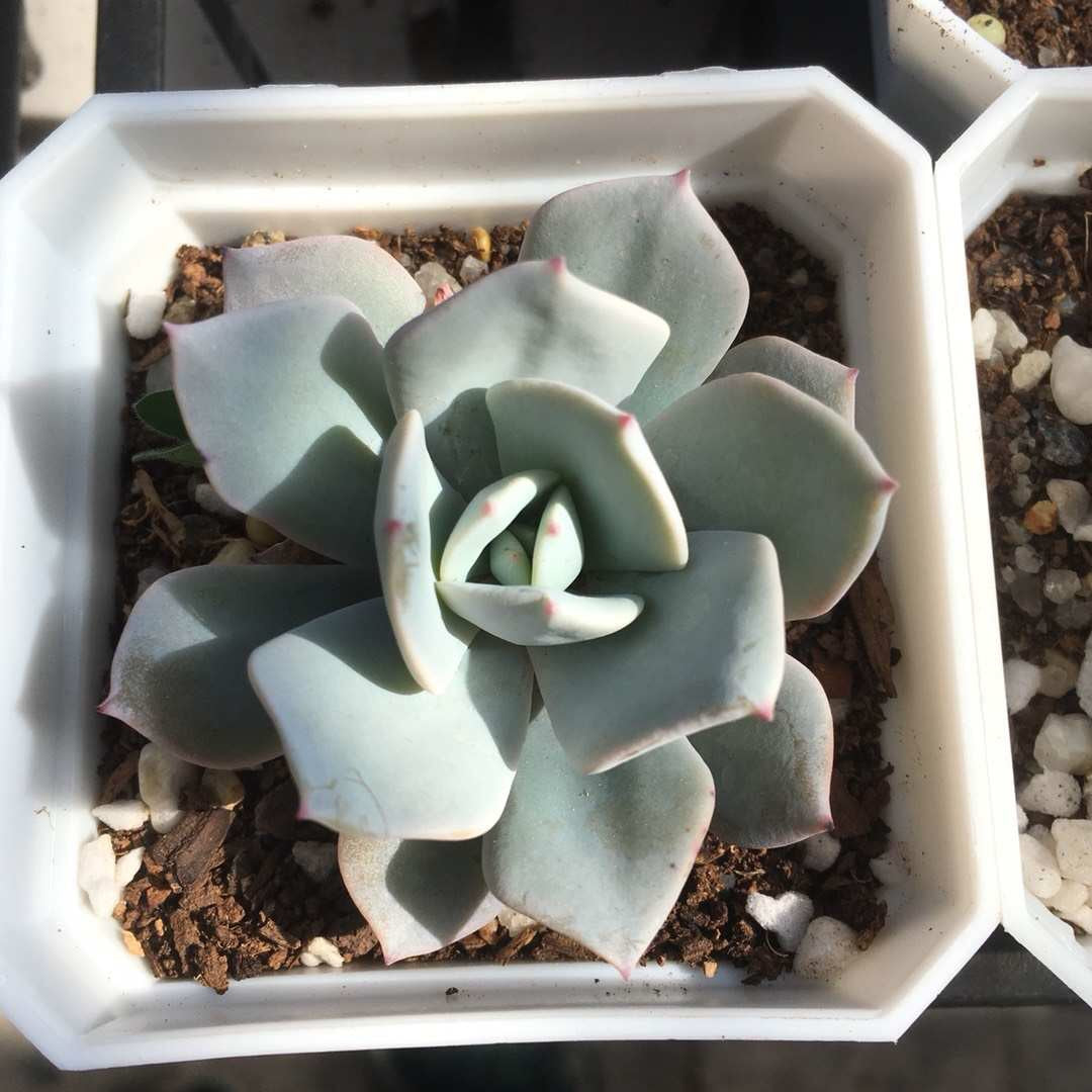 Echeveria Strictiflora x Laui