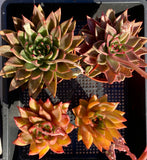 Echeveria agavoides bronze beauty