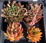 Echeveria agavoides bronze beauty