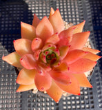 Echeveria agavoides bronze beauty 金棕美人东云 MELBOURNE SYDNEY ADELAIDE QUEENSLAND CANBERRA VICTORIA NSW QUEENSLAND SOUTH AUSTRALIA ACT SUCCULENT 多肉 墨尔本 维多利亚 澳洲 澳大利亚 悉尼 新南威尔士 阿德莱德 南澳 昆士兰 布里斯本 黄金海岸 多肉植物 堪培拉