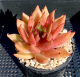 Echeveria agavoides bronze beauty