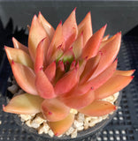 Echeveria agavoides bronze beauty