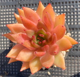 Echeveria agavoides bronze beauty