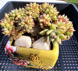 Echeveria agavoides cristata S