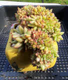 Echeveria agavoides cristata S